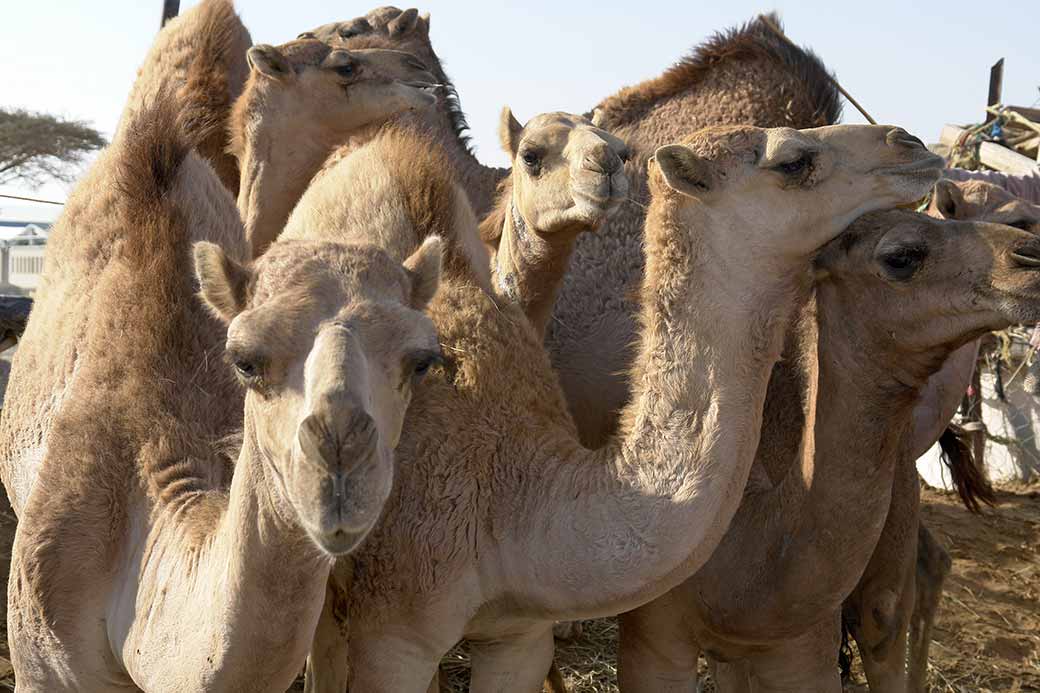 Camels to be sold